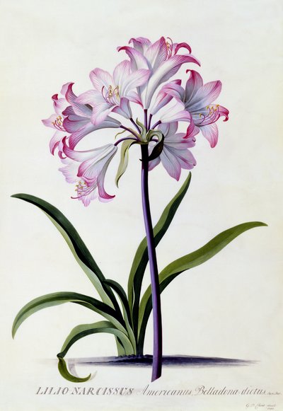 Lilio Narcissus, vers 1744 - Georg Dionysius Ehret